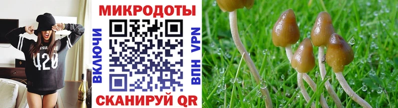 Купить  Подпорожье  Псилоцибиновые грибы Cubensis 