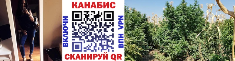 Купить  Подпорожье  Канабис планчик 